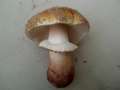 Amanita rubescens - Perlpilz - Walbeck