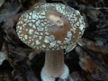 Amanita rubescens - Perlpilz - Weferlingen-Walbeck