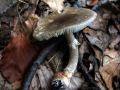 Grauer Wulstling