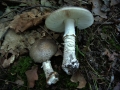 Amanita&nbsp;excelsa&nbsp;-&nbsp;Grauer Wulstling&nbsp;-&nbsp;Weferlingen
