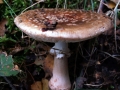 Amanita rubescens - Perlpilz - Weferlingen