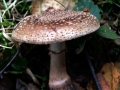 Amanita rubescens - Perlpilz - Weferlingen