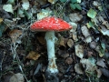 Fliegenpilz