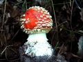 Amanita muscaria - Fliegenpilz - Weferlingen