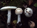 Amanita citrina var.alba - Gelber Knollenbltterpilz;weie Form - Weferlingen