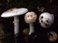 Amanita citrina var.alba - Gelber Knollenbltterpilz;weie Form - Weferlingen