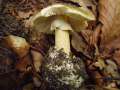 Amanita phalloides - Grner Knollenbltterpilz - Weferlingen