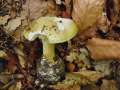 Amanita phalloides - Grner Knollenbltterpilz - Weferlingen