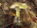 Amanita phalloides - Grner Knollenbltterpilz - Weferlingen