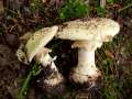 Amanita citrina - Gelber Knollenbltterpilz - Weferlingen