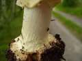 Amanita citrina - Gelber Knollenbltterpilz - Weferlingen