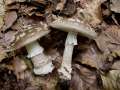 Amanita excelsa - Grauer Wulstling - Weferlingen