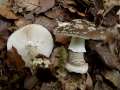 Grauer Wulstling