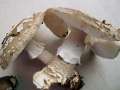 Amanita excelsa - Grauer Wulstling - Weferlingen