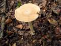 Amanita crocea - Orangegelber Scheidenstreifling - Weferlingen