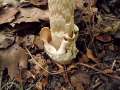 Amanita crocea - Orangegelber Scheidenstreifling - Weferlingen