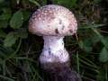 Pantherpilz