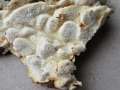 Antrodia serialis - Reihige Tramete - Walbeck