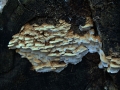 Antrodia&nbsp;serialis&nbsp;-&nbsp;Reihige Tramete&nbsp;-&nbsp;Weferlingen-Walbeck