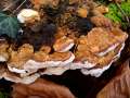 Antrodia&nbsp;serialis&nbsp;-&nbsp;Reihige Tramete&nbsp;-&nbsp;Weferlingen