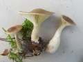Apulloclitocybe&nbsp;clavipes&nbsp;-&nbsp;Keulenf��iger Trichterling&nbsp;-&nbsp;Walbeck
