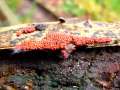 Arcyria ferruginea - Myxomycet - Hödingen