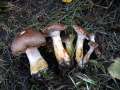 Armillaria&nbsp;lutea&nbsp;-&nbsp;Wandelbarer Hallimasch&nbsp;-&nbsp;H�dingen