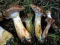 Armillaria&nbsp;lutea&nbsp;-&nbsp;Wandelbarer Hallimasch&nbsp;-&nbsp;H�dingen