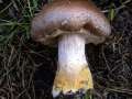 Armillaria&nbsp;lutea&nbsp;-&nbsp;Wandelbarer Hallimasch&nbsp;-&nbsp;H�dingen