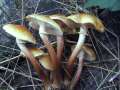 Armillaria mellea - Honiggelber Hallimasch - Hdingen