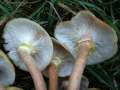 Armillaria mellea - Honiggelber Hallimasch - Hdingen