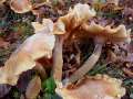 Armillaria&nbsp;mellea&nbsp;-&nbsp;Honiggelber Hallimasch&nbsp;-&nbsp;H�dingen