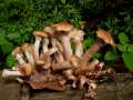 Armillaria&nbsp;ostoyae&nbsp;-&nbsp;Gemeiner Hallimasch&nbsp;-&nbsp;H�rsingen
