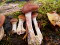 Armillaria gallica - Wandelbarer Hallimasch - Weferlingen