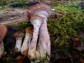 Armillaria lutea - Wandelbarer Hallimasch - Weferlingen