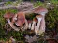 Armillaria lutea - Wandelbarer Hallimasch - Weferlingen