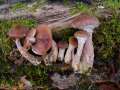 Armillaria gallica - Wandelbarer Hallimasch - Weferlingen