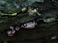 Fleischroter Gallertbecher
