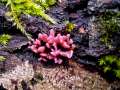 Ascocoryne sarcoides - Fleischroter Gallertbecher - Hdingen