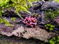 Ascocoryne sarcoides - Fleischroter Gallertbecher - Hdingen
