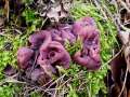 Ascocoryne cylichnium - Grosporiger Gallertbecher - Weferlingen-Walbeck