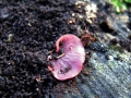 Ascocoryne cylichnium - Grosporiger Gallertbecher - Weferlingen