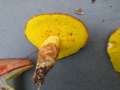 Aureoboletus gentilis - Goldporiger Rhrling - Hrsingen