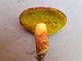 Aureoboletus gentilis - Goldporiger Rhrling - Hrsingen