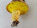 Aureoboletus gentilis - Goldporiger Rhrling - Hrsingen