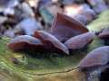 Auricularia auricula judae - Judasohr - Hdingen