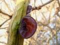 Auricularia auricula judae - Judasohr - Hdingen