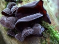 Auricularia auricula judae - Judasohr - Weferlingen