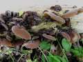 Auricularia auricula judae - Judasohr - Weferlingen