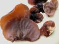 Auricularia auricula judae - Judasohr - Weferlingen